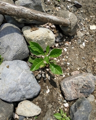 Nicotiana tabacum