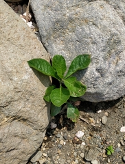 Nicotiana tabacum