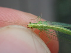 Chrysoperla carnea