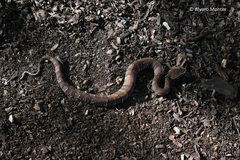 Agkistrodon russeolus