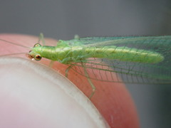 Chrysoperla carnea