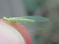 Chrysoperla carnea