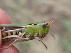 Stenobothrus lineatus