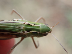 Stenobothrus lineatus