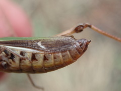 Stenobothrus lineatus