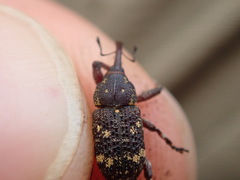 Curculionidae