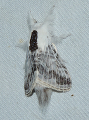 Tolype austella