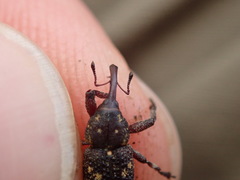 Curculionidae