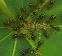 Prenolepis nitens