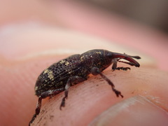 Curculionidae