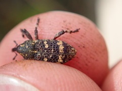 Curculionidae