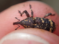 Curculionidae