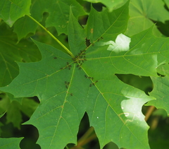 Periphyllus lyropictus