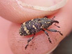 Curculionidae