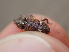 Curculionidae