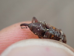 Curculionidae