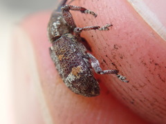 Curculionidae