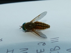 Tabanus nigrovittatus