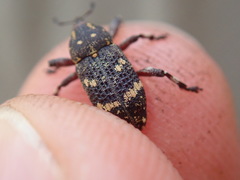 Curculionidae