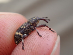 Curculionidae