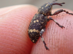 Curculionidae