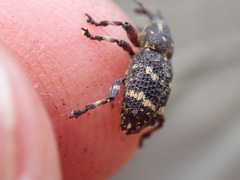 Curculionidae