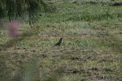 Turdus amaurochalinus