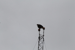 Parabuteo unicinctus