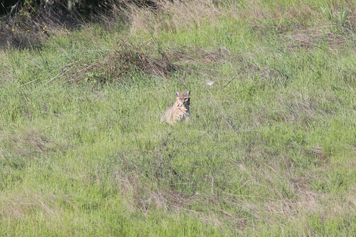 iNaturalist observation photo of Bobcat