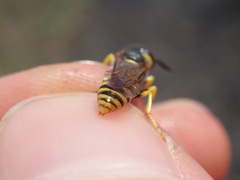 Philanthus triangulum