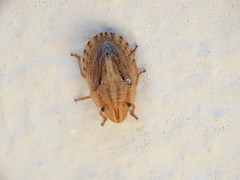 Sciocoris sulcatus