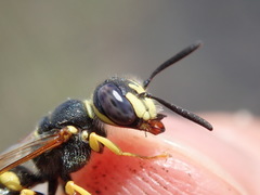 Philanthus triangulum
