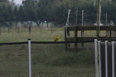 Sicalis flaveola