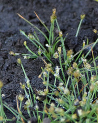 Eleocharis bella