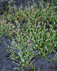 Eleocharis bella