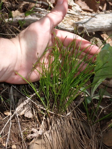 Image of Trichophorum planifolium by (c) John Baur, some rights reserved (CC BY)