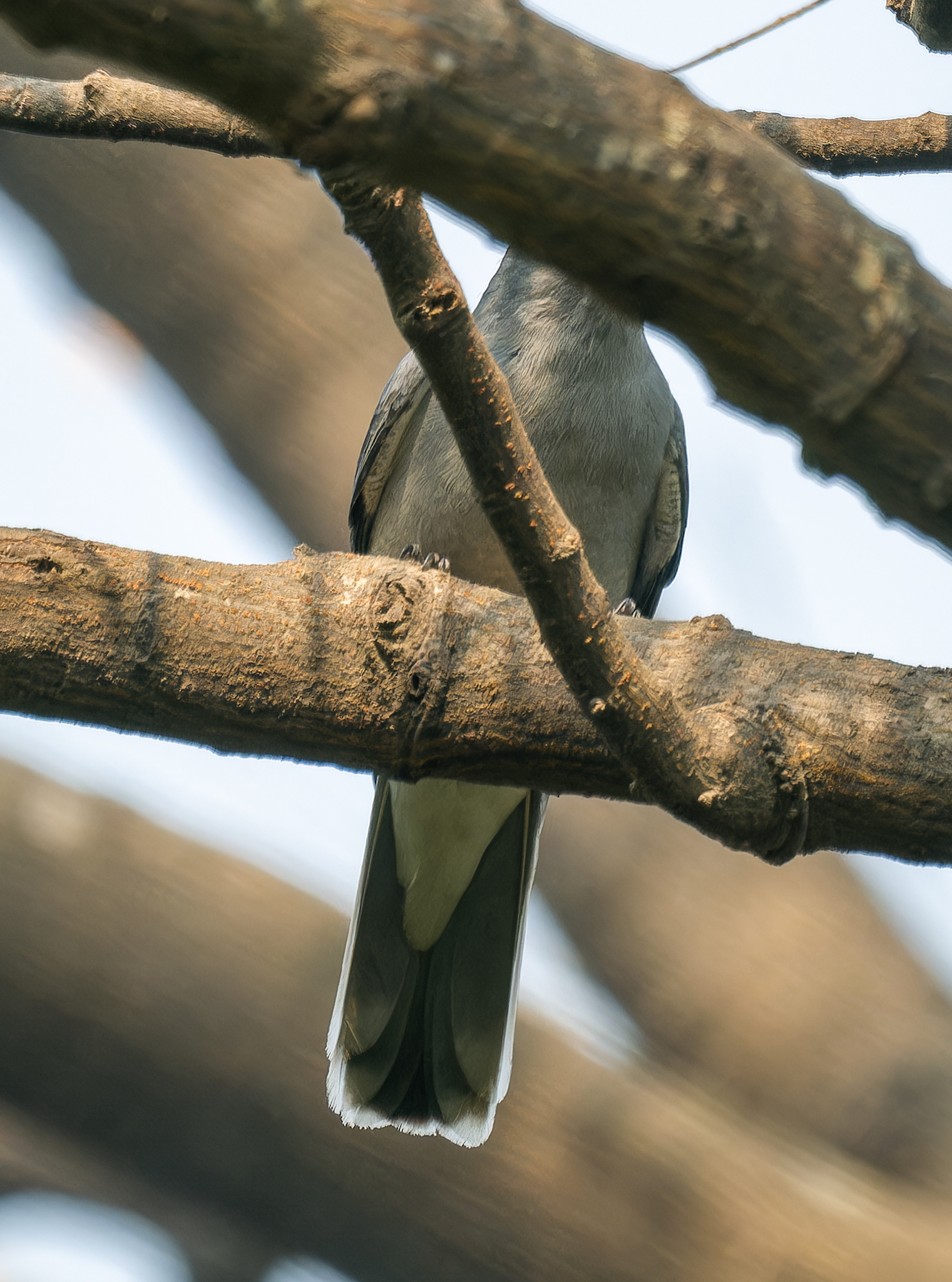 Oriental Cuckooshrike