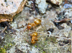 Austrolasius