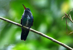 Trochilidae