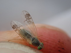 Acanthiophilus helianthi