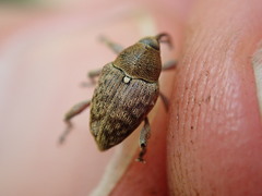 Curculio glandium