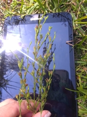 Hypericum gentianoides