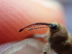 Curculio glandium