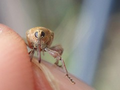 Curculio glandium