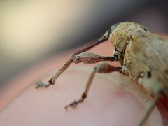 Curculio venosus