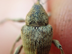 Curculio venosus