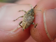 Curculio venosus