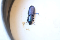Temnoscheila caerulea