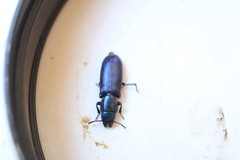 Temnoscheila caerulea