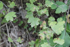 Ribes oxyacanthoides